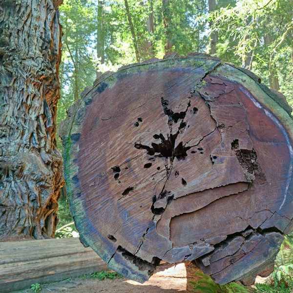 a tree stump with a tree in the background