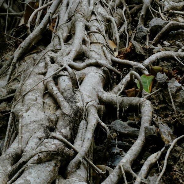 a very large tree with very long roots