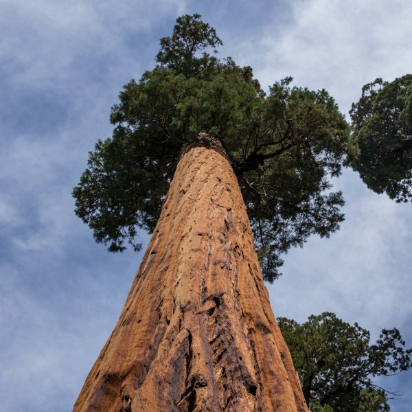 low angle of tall tree